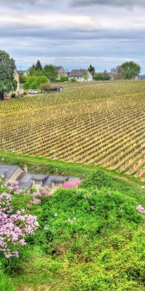 vineyard-in-chinon-loire-valley-france-picture-id687228110